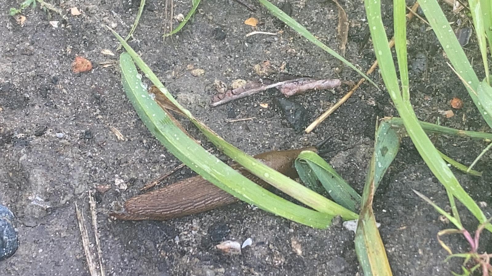 More-than-human worlds of Lutkemeer polder: Slug encounters and the limits of curiosity