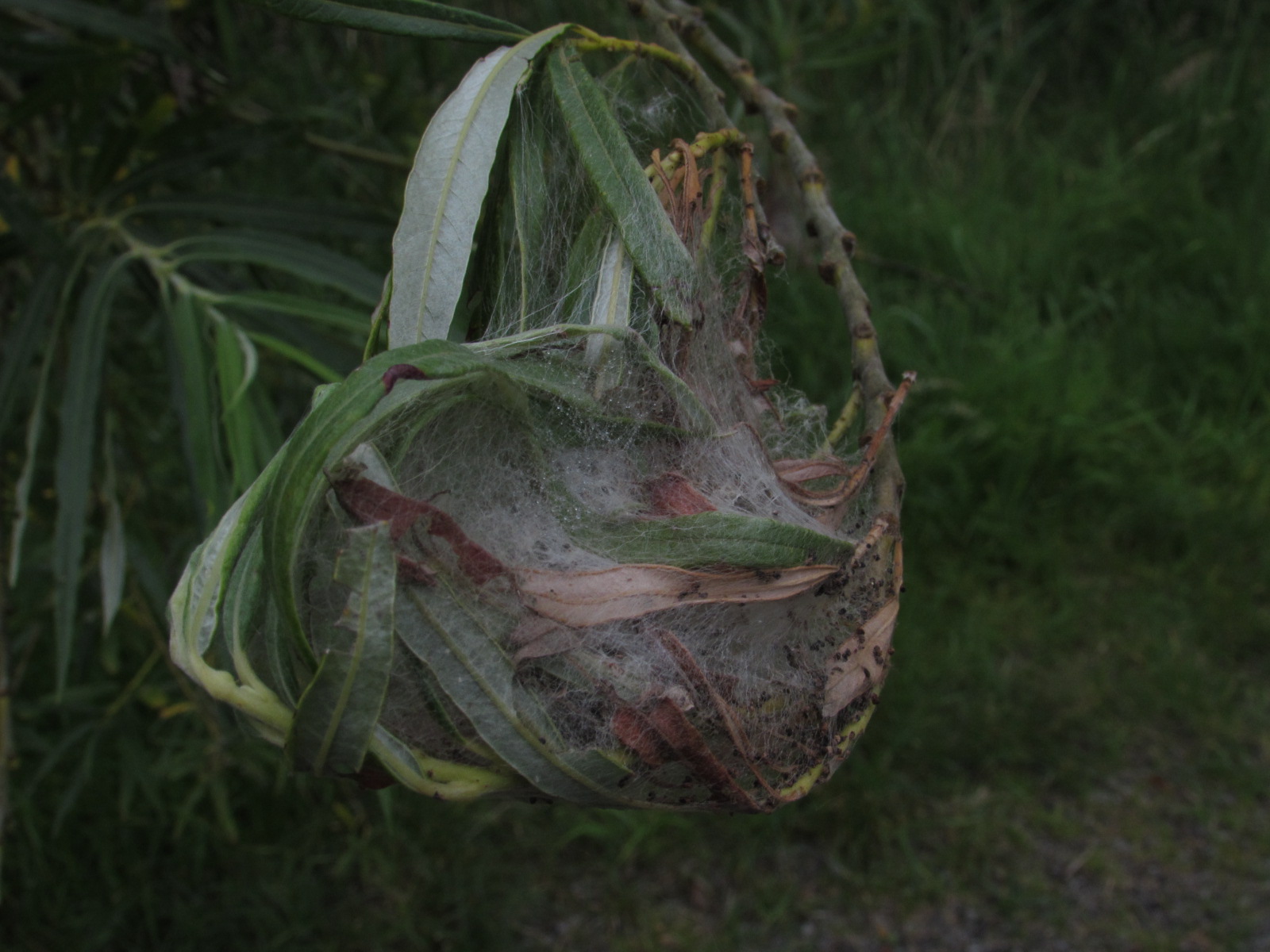 Discovering the Lutkemeerpolder Area: A Journey Through Multispecies Relationships